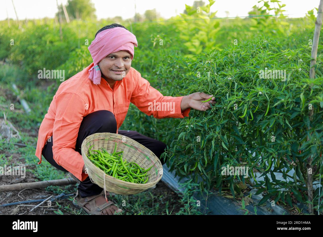 Happy Indian farmer, holding green chilli in hands Stock Photo - Alamy