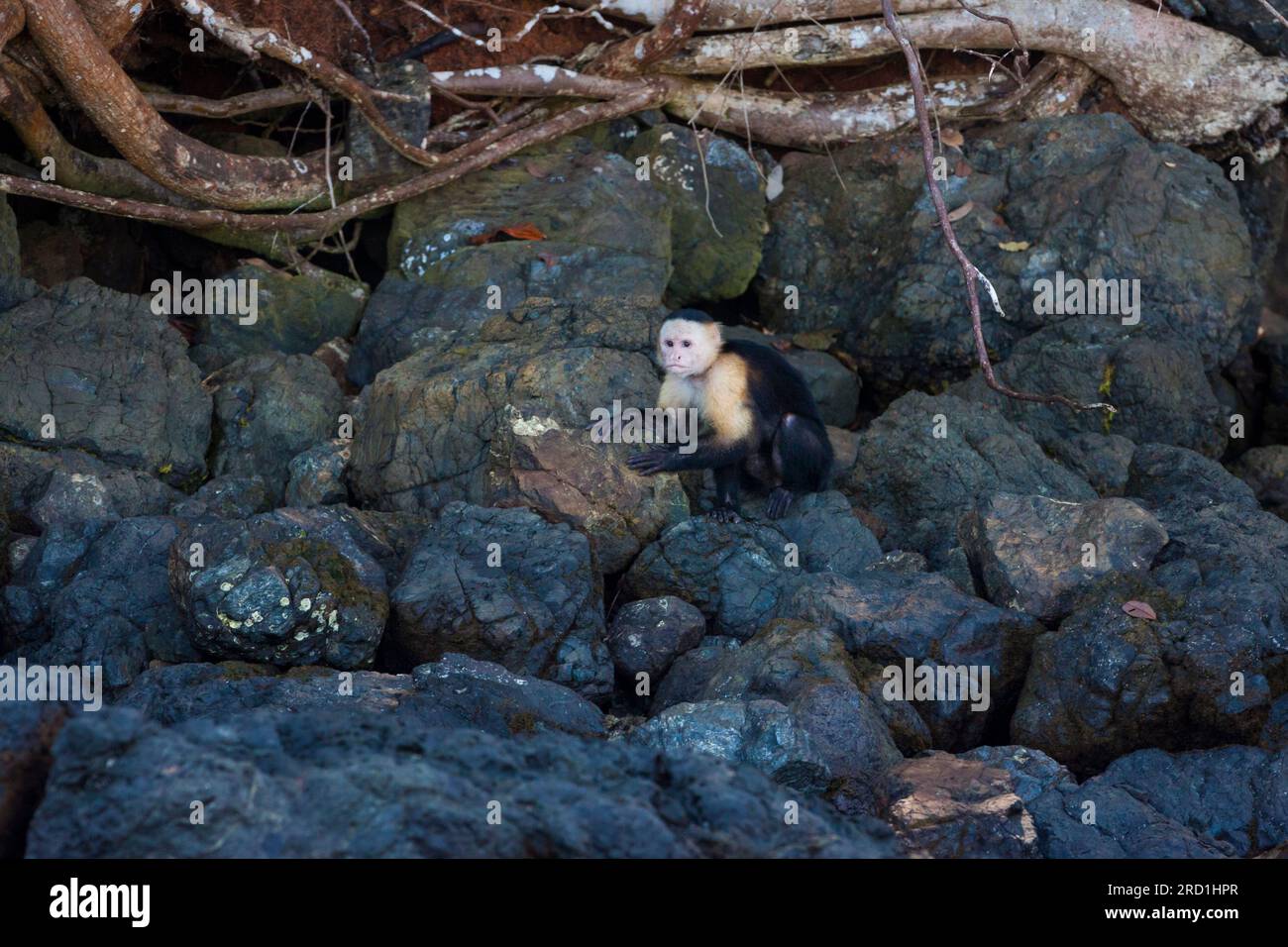 White-faced Capuchin, Cebus imitator, on a rock close to the coast at Coiba National Park, Pacific ocean, Veraguas province, Republic of Panama. Stock Photo