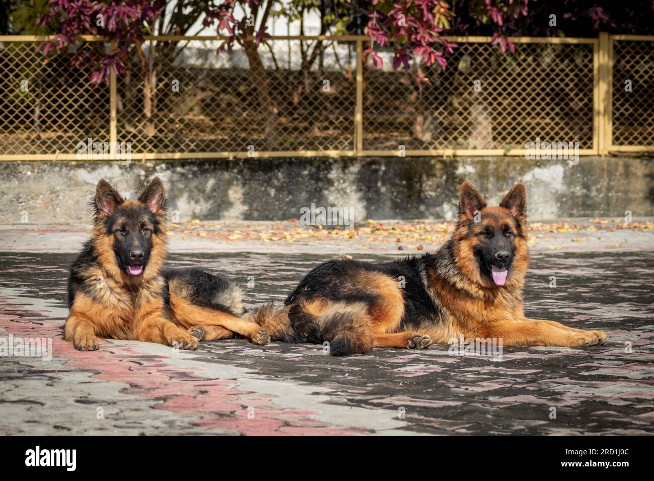 Two german shepherds sitting on floor in a house. German shepherd is a