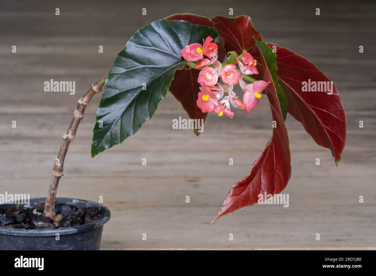 Closeup view of blooming angel wing cane begonia plant with fresh red pink flowers isolated on wooden background Stock Photo
