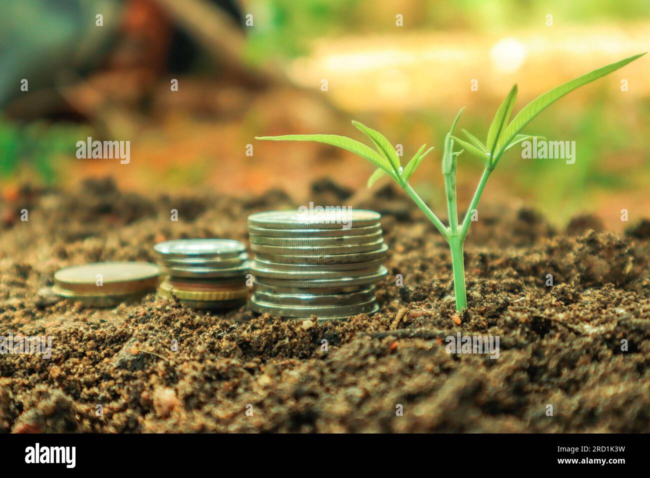 Coins in the soil with green plant, business and finance concept Stock ...