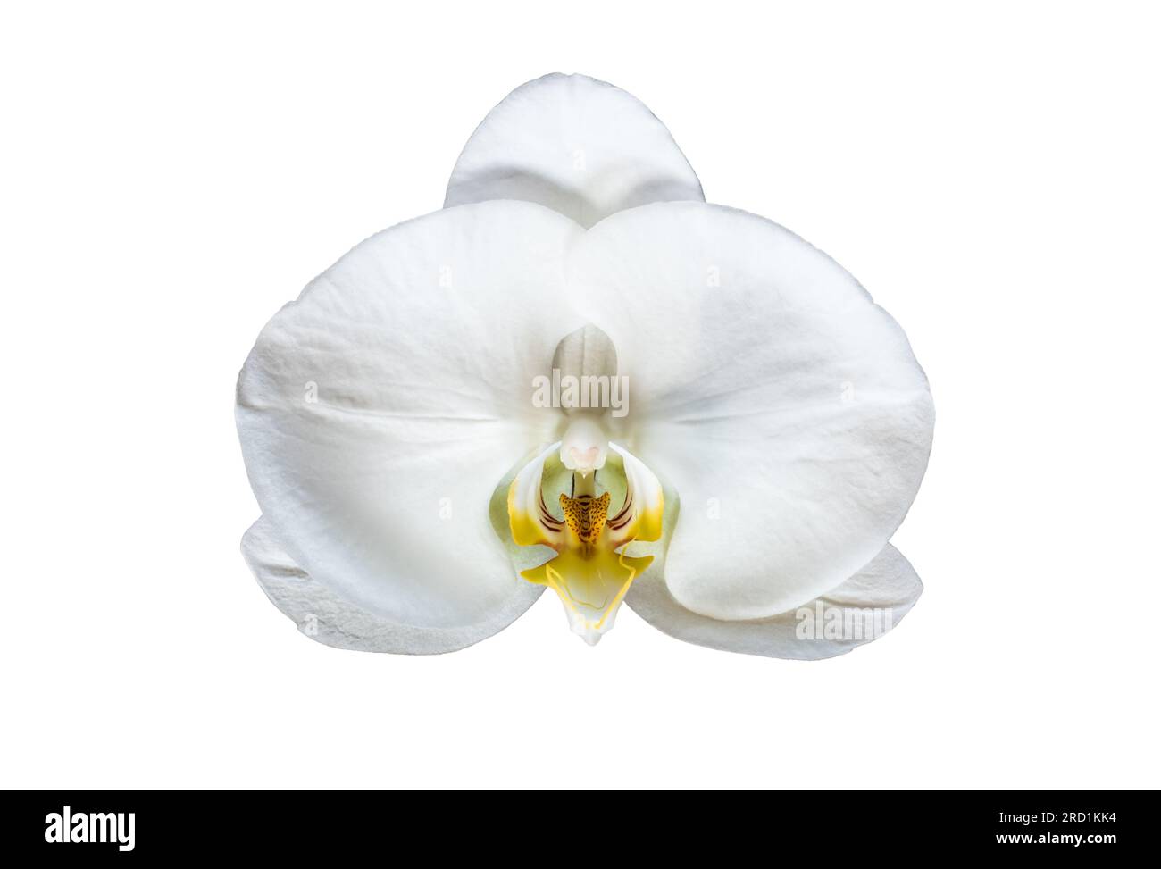 White Phalaenopsis orchid flower isolated on white background. Stock Photo