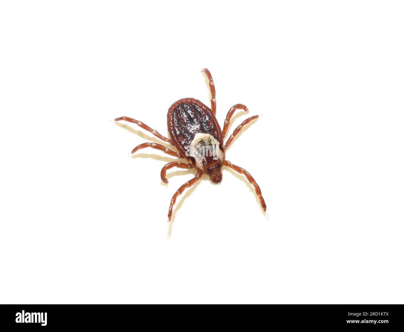 American dog tick Dermacentor variabilis on white background Stock