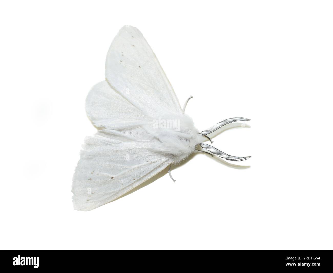 Male Spilosoma virginica Virginia tiger moth on white background Stock Photo