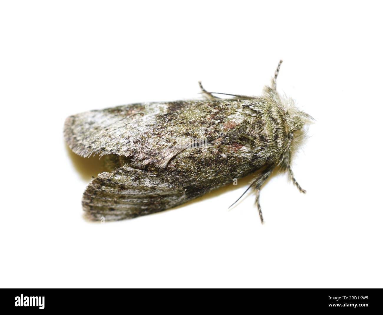 Cecrita guttivitta, the saddled prominent moth on white background Stock Photo