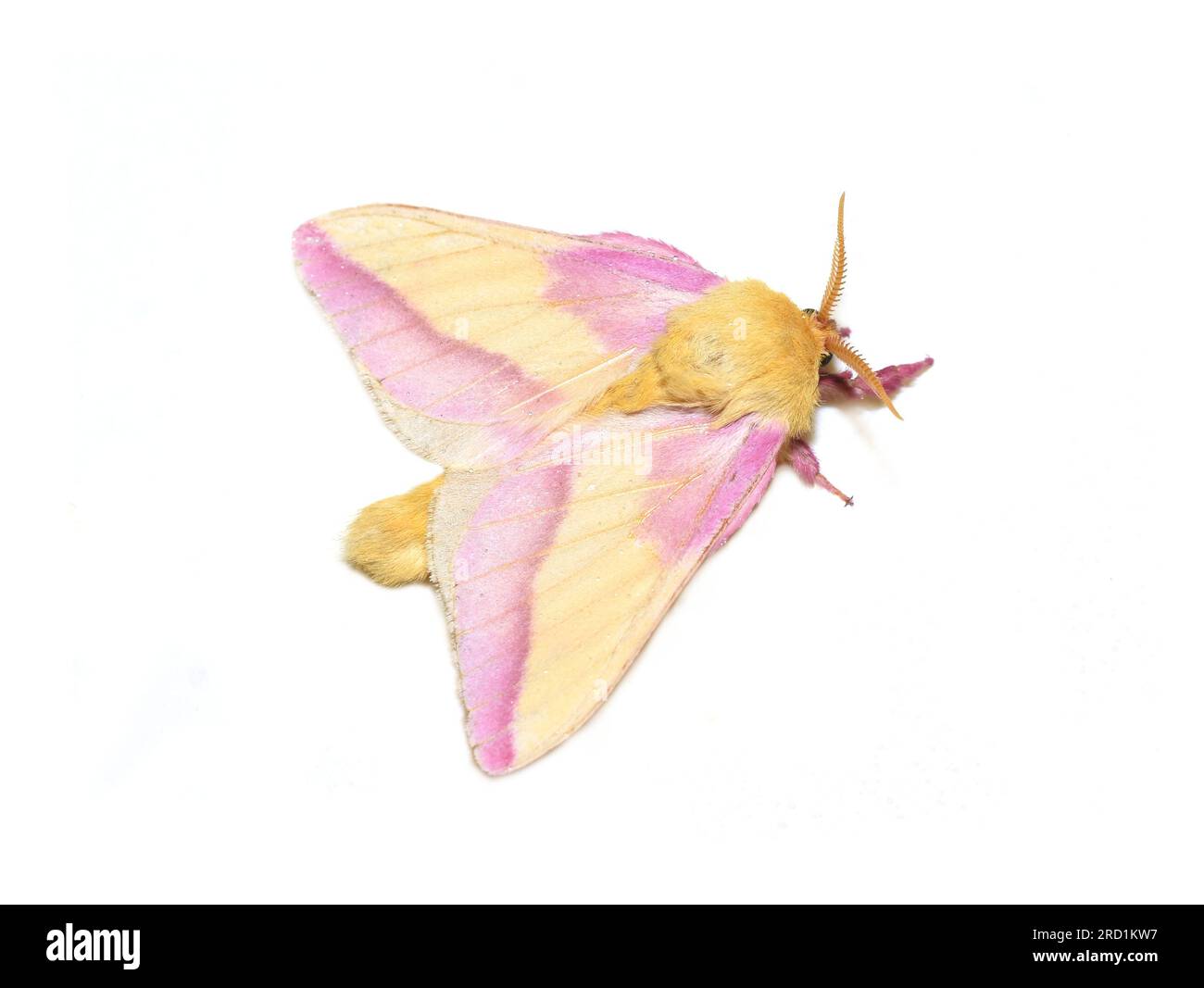 Dryocampa rubicunda the pink and yellow rosy maple moth on white background Stock Photo