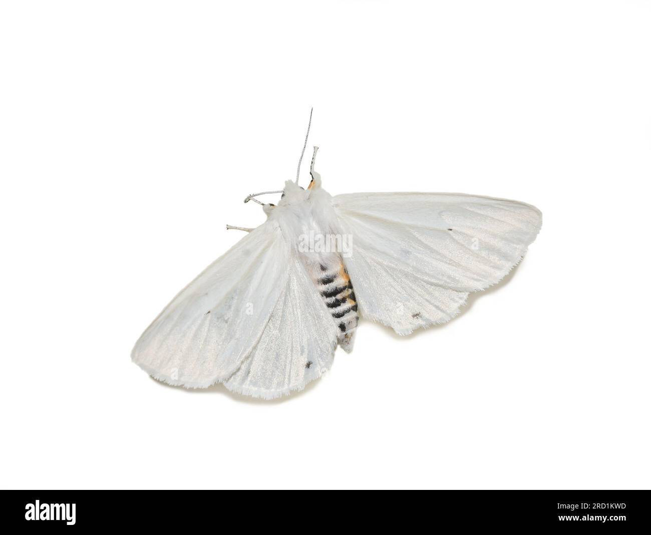 Female Spilosoma virginica Virginia tiger moth on white background Stock Photo