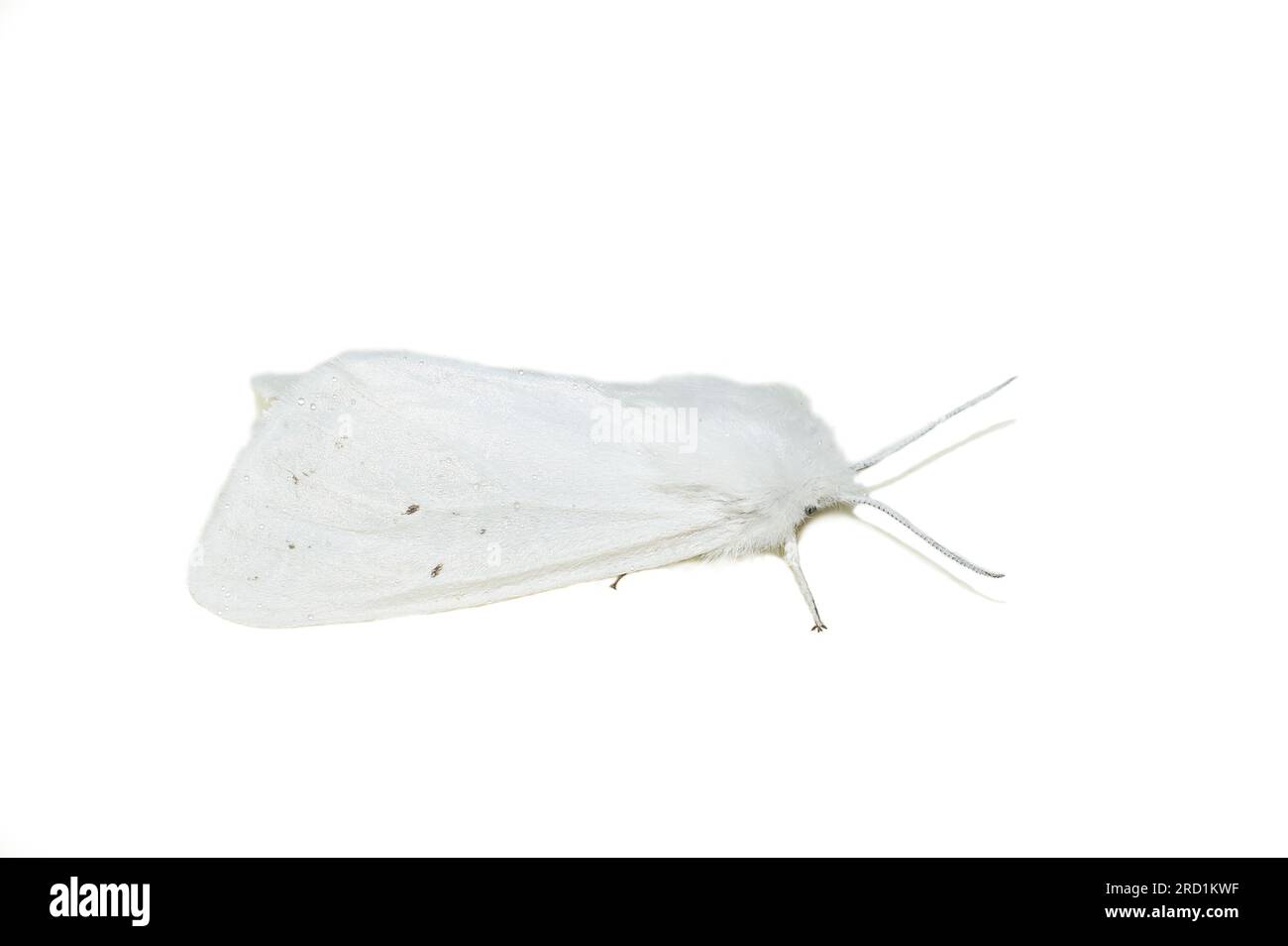Female Spilosoma virginica Virginia tiger moth on white background Stock Photo