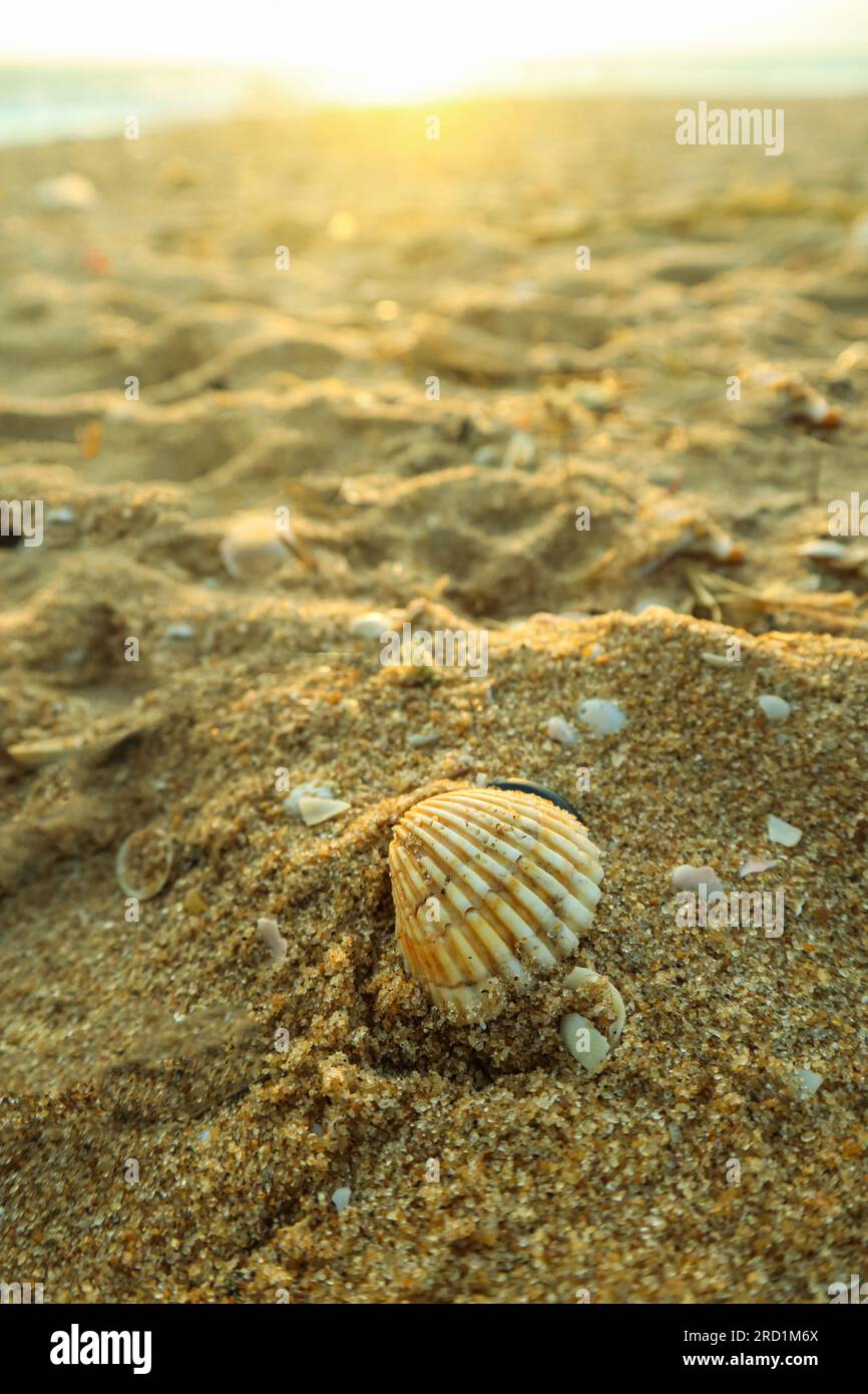 Seashells on the beach in the summer. Selective focus. Stock Photo