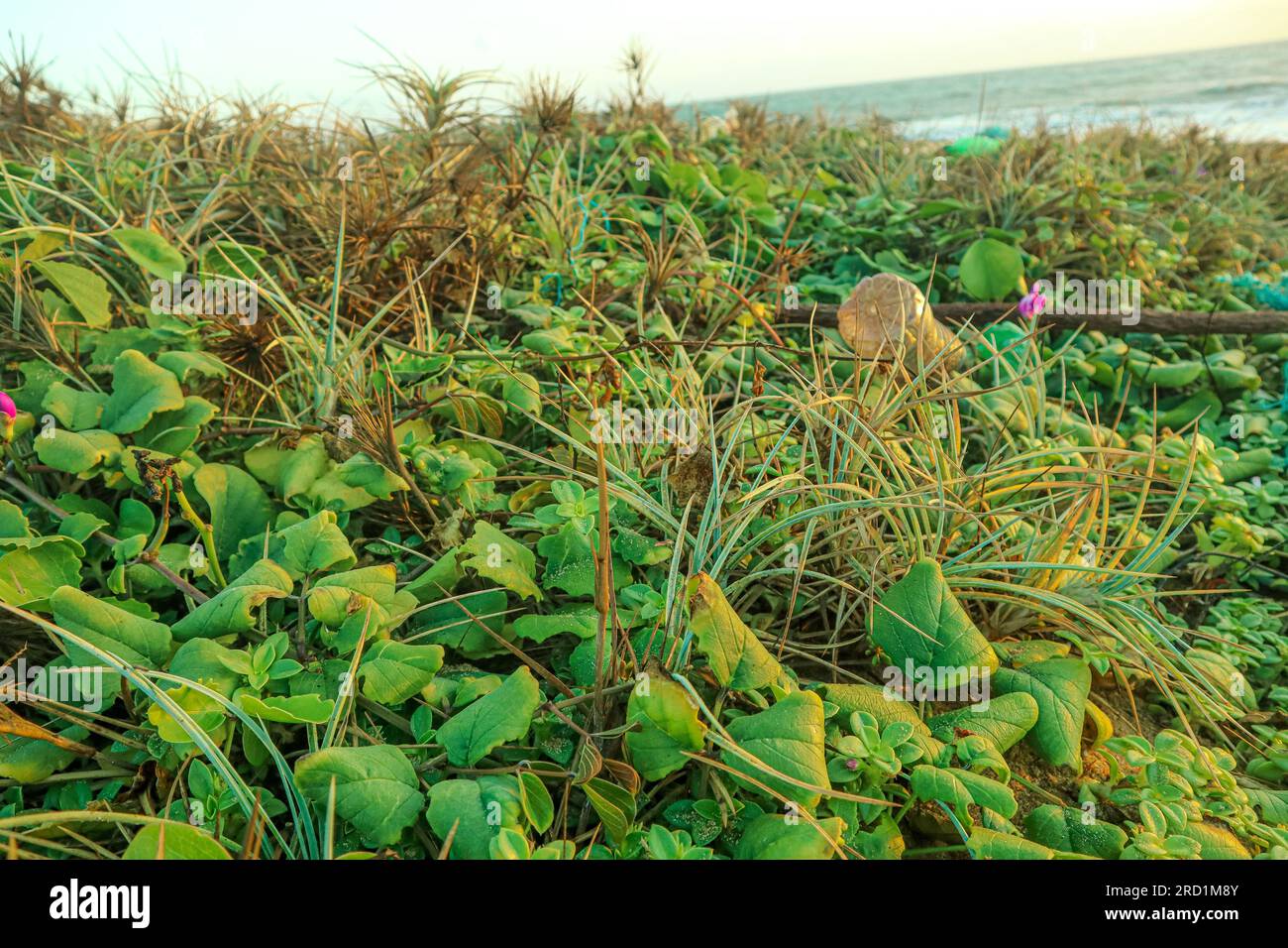 Ivy plant on the beach in the morning, nature concept Stock Photo - Alamy