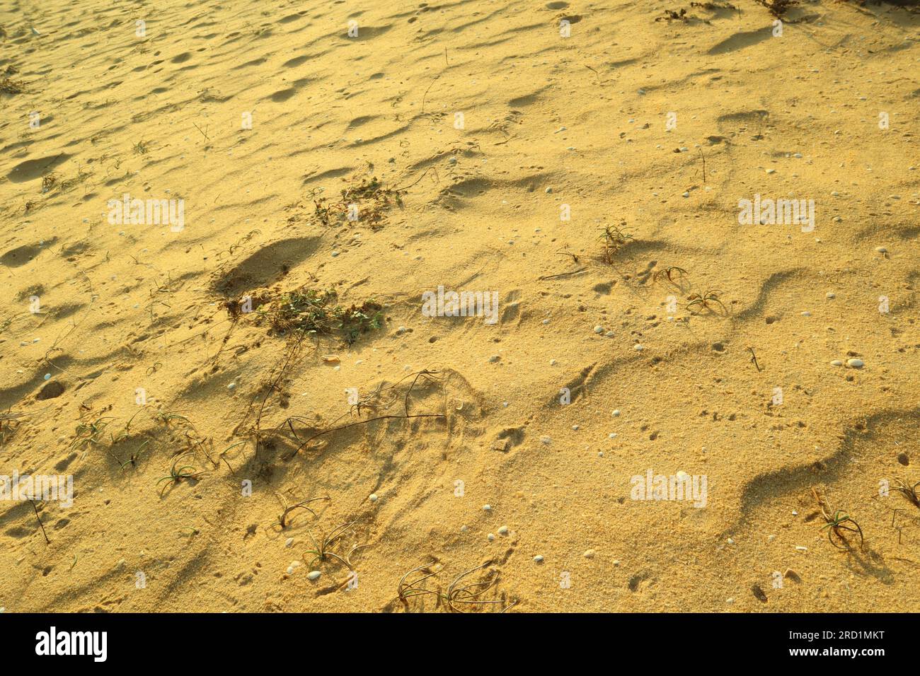 Sandy grass texture hi-res stock photography and images - Alamy