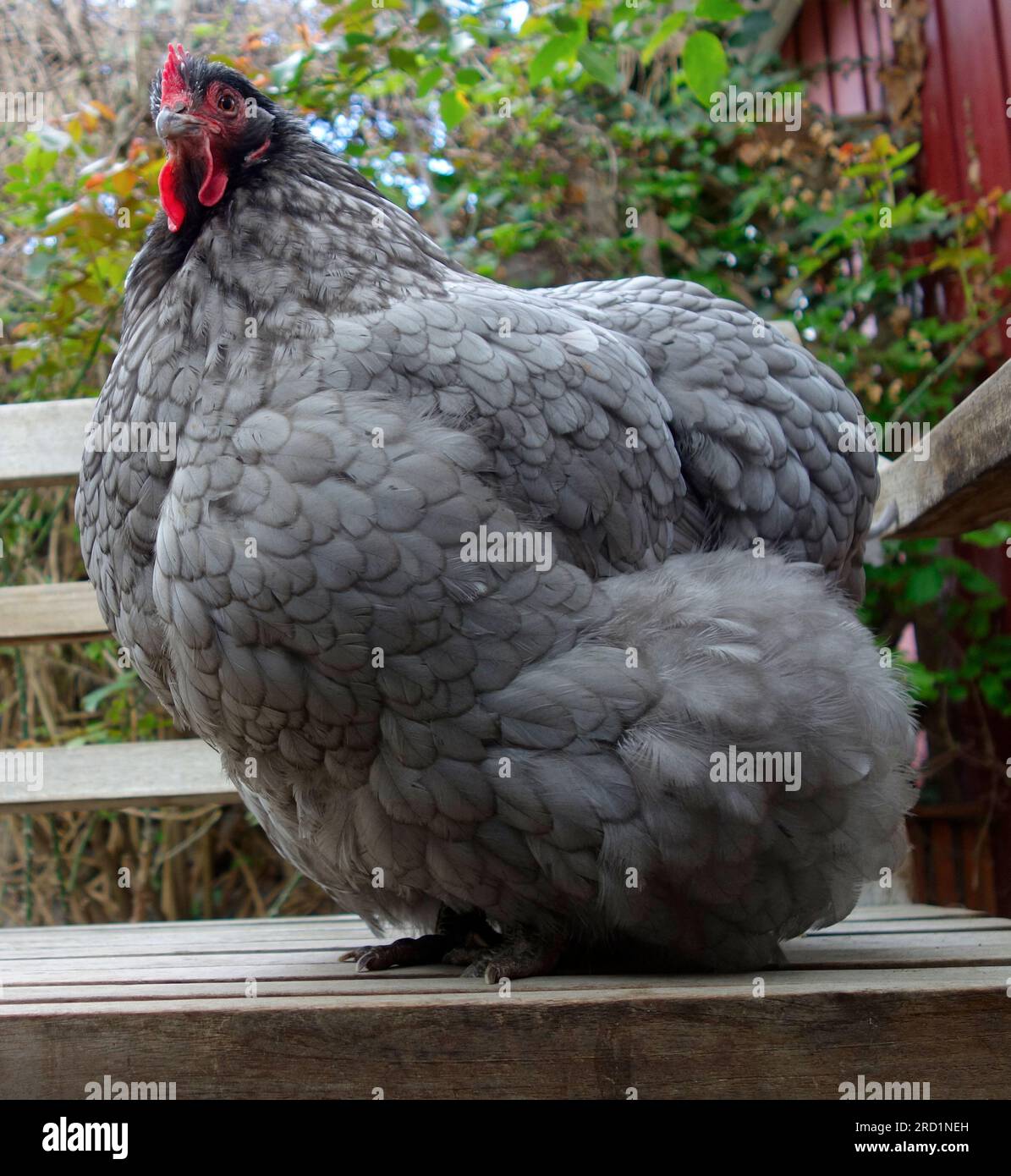 Blue Orpington chicken (Bluelaced Orpington hen Stock Photo Alamy