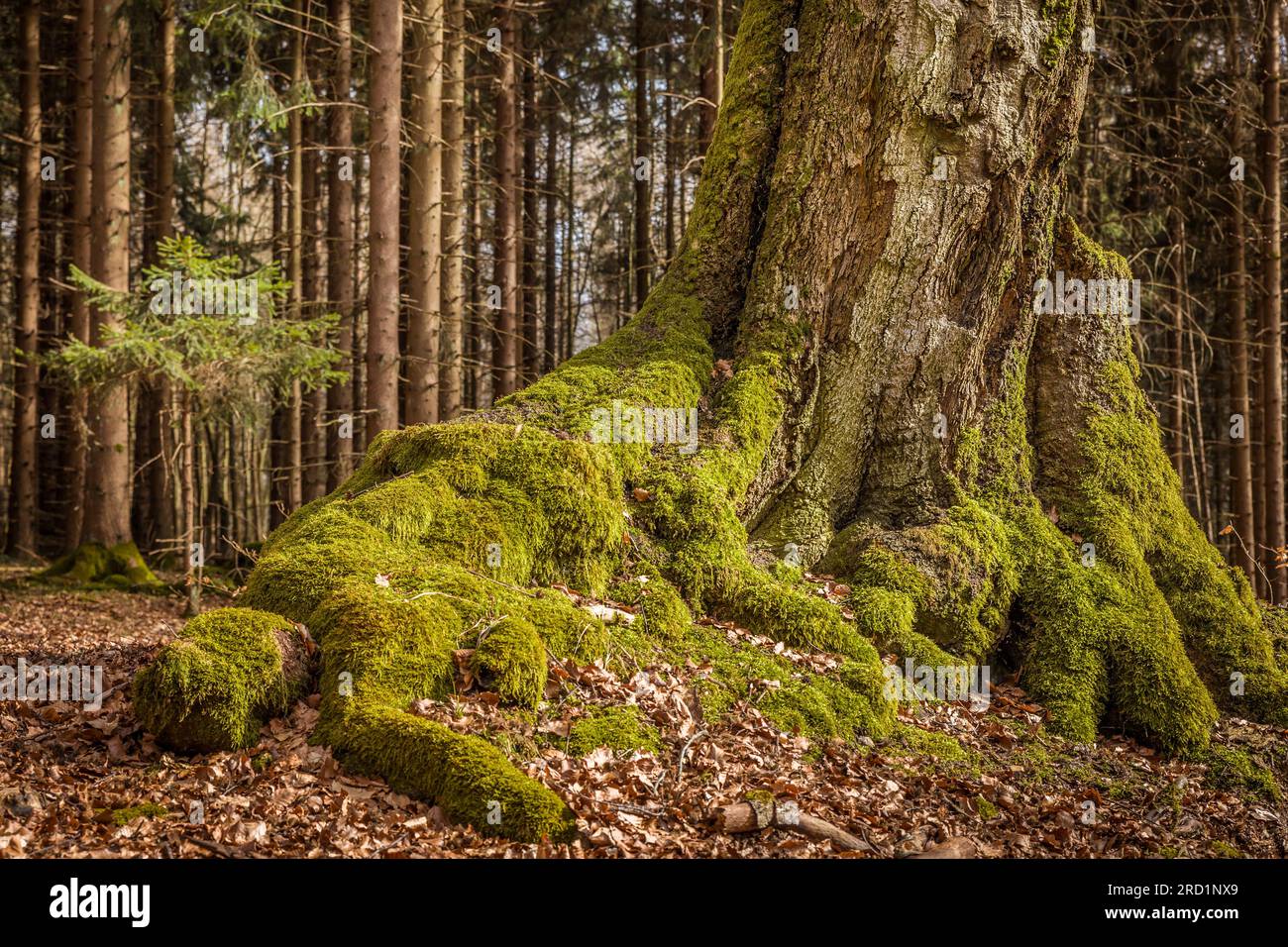 geography / travel, Germany, Hesse, Niedernhausen, powerful people root of a pine in the Taunus, ADDITIONAL-RIGHTS-CLEARANCE-INFO-NOT-AVAILABLE Stock Photo