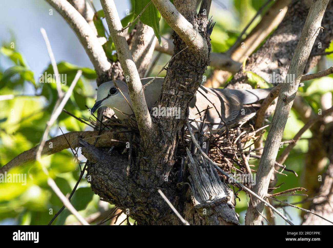 A Ringnecked (or Cape Turtle) Dove sits on its nest incubating eggs