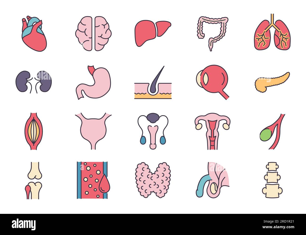 Internal Organs Related Vector Icons Set. Contains such Icons as Reproductive System, Brain, Heart, Blood Vessel, Lungs, Liver, Eye, Pancreas, Urinary Stock Vector