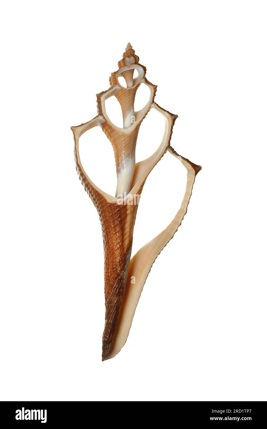 Brunneifusus ternatanu, tropical gasteropoda section. Stock Photo