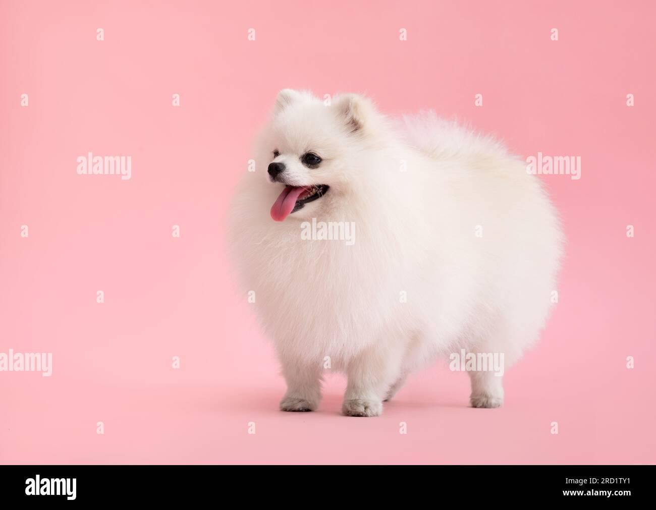 Portraite of cute fluffy puppy of pomeranian spitz. Little smiling dog stands on bright trendy pink background. Stock Photo