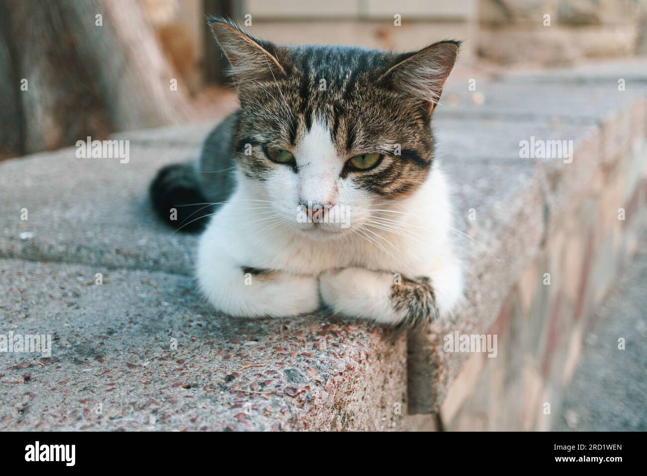 Cute cat lies on a stone fence on a city street Stock Photo - Alamy