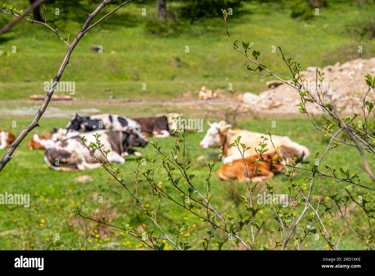 herd of cows and calves lying and sleeping in the field Stock Photo - Alamy