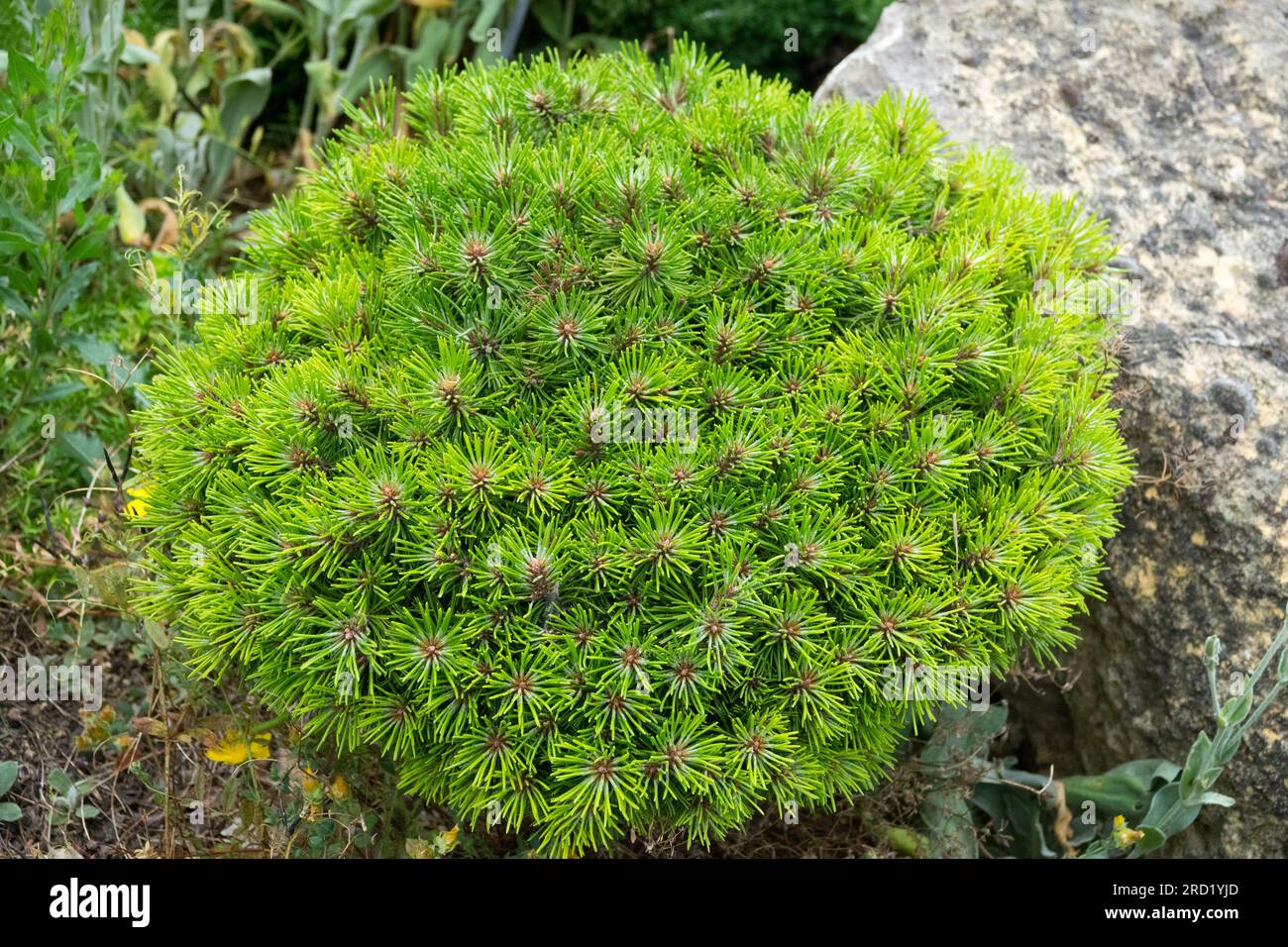 Alpine, Conifer, Dwarf Tree, Mountain Pine, Pinus uncinata 'Paradekissen', Slow growing, Rockery, Garden Stock Photo