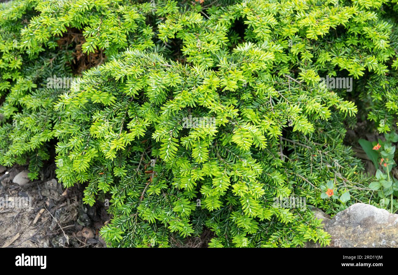 Tsuga canadensis 'Nana', Slow growing, Plant, Evergreen, Dwarf tree Stock Photo
