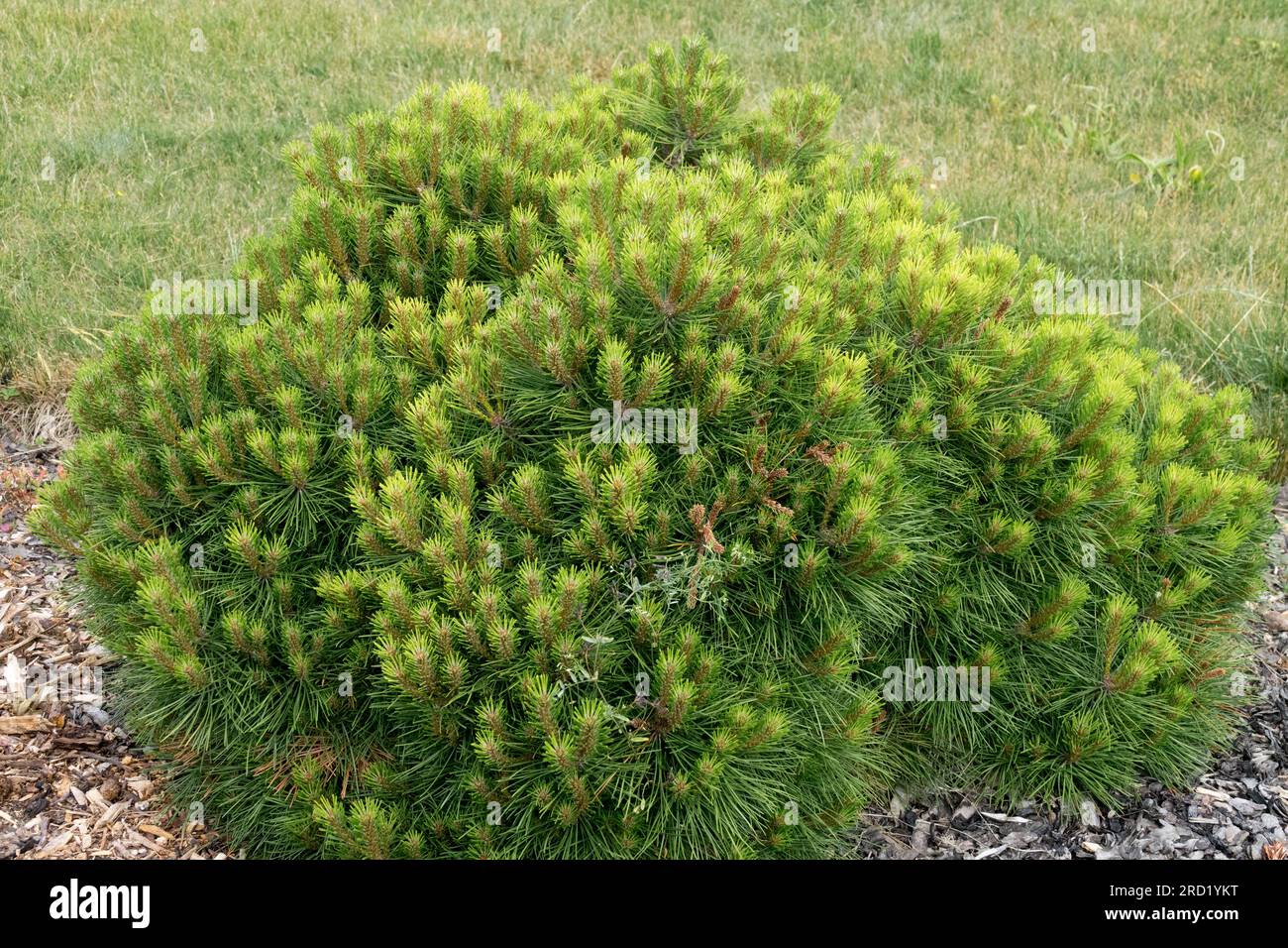 Low, Conifer, Mugo pine, Pinus mugo 'Benjamin' Stock Photo