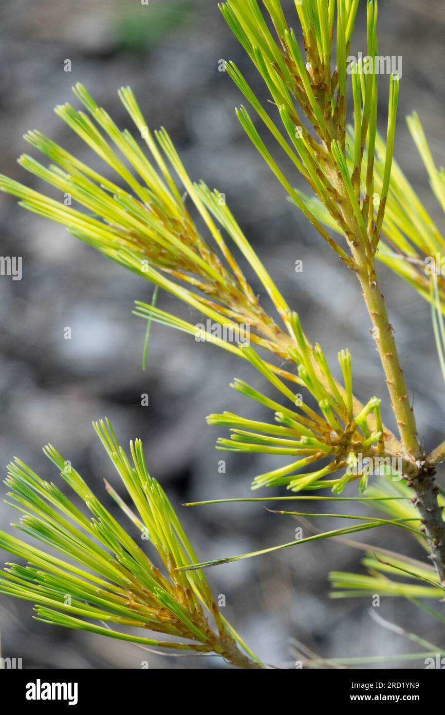Pinus strobus Bennett OD Eastern White Pine Branch Stock Photo