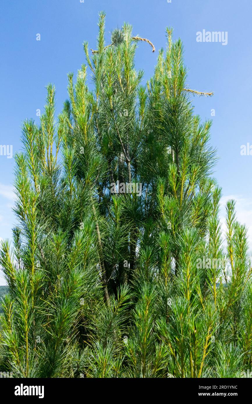 Weymouth Pine, Tree, Pinus strobus 'Fastigiata Devine' Stock Photo