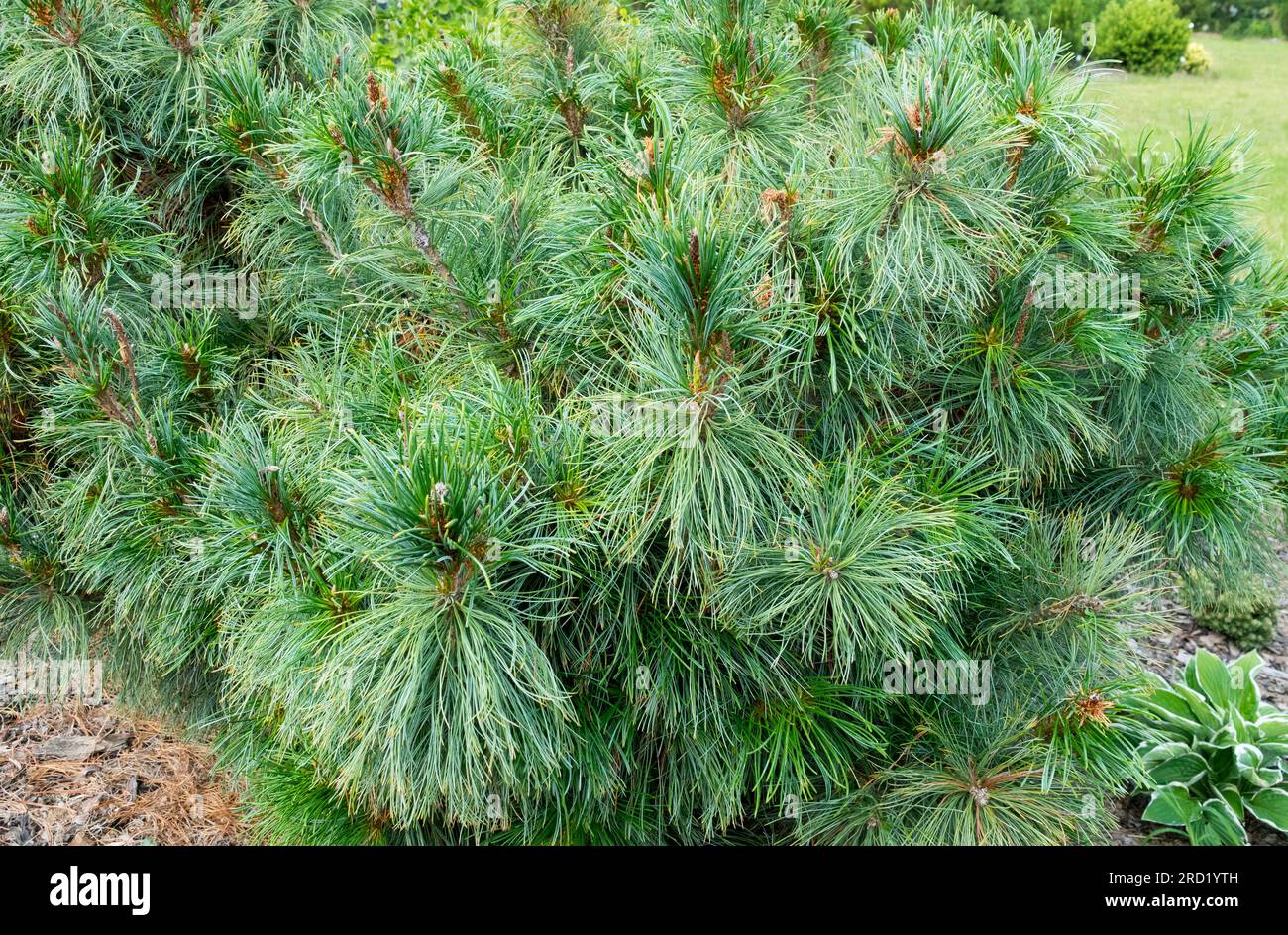 Dwarf Siberian Pine, Tree, Pinus pumila "Glauca" in garden Stock Photo