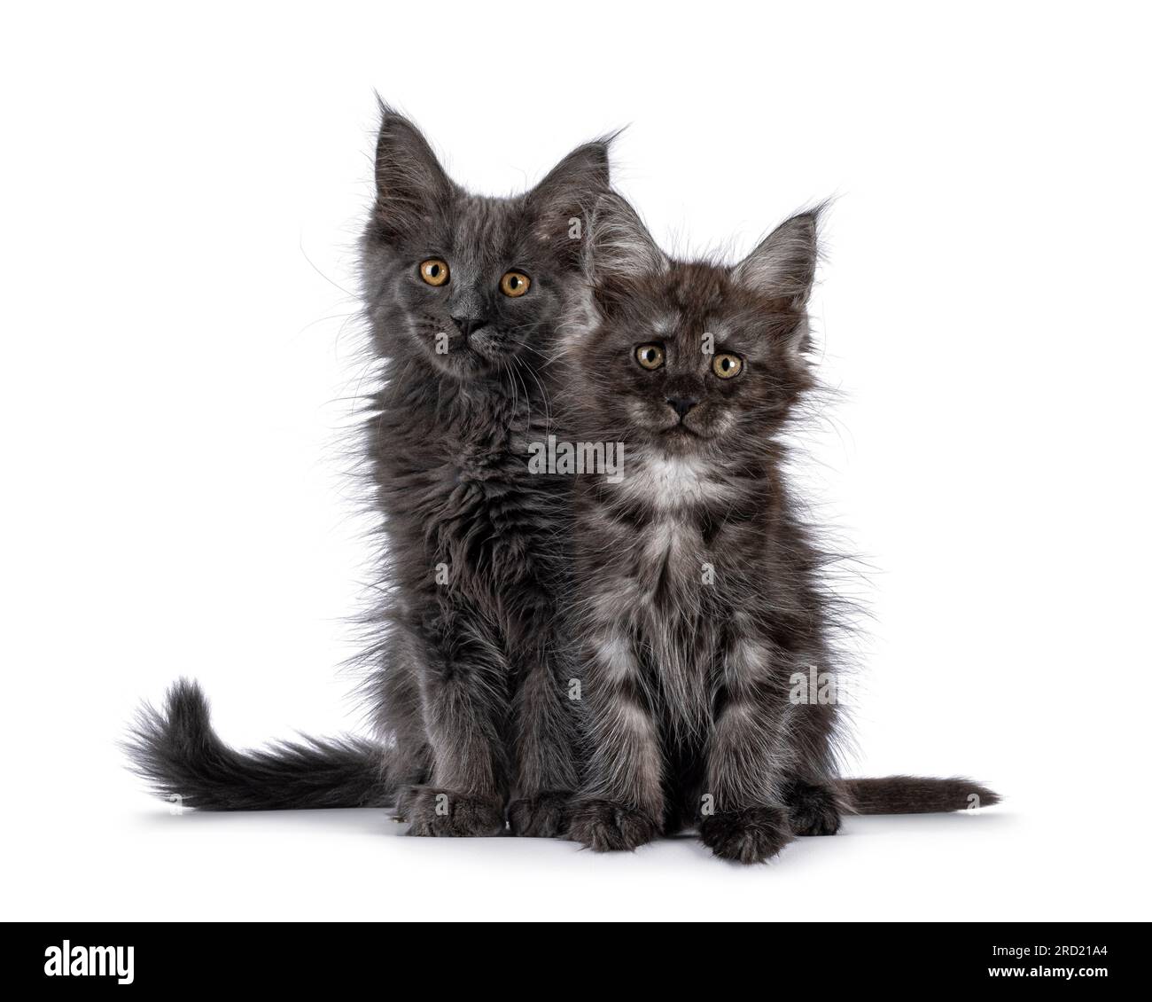 2 Maine Coon cat kittens, sitting together facing front. Looking ...