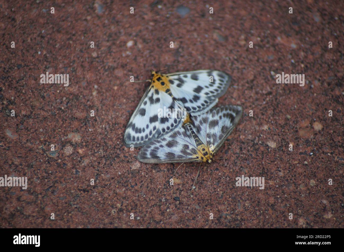 Butterfly Nettle borer, Anania hortulata, syn.: Eurrhypara hortulata, sitting on the ground Stock Photo