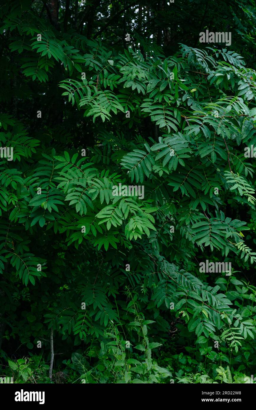 Deciduous forest in the middle of summer close-up Stock Photo