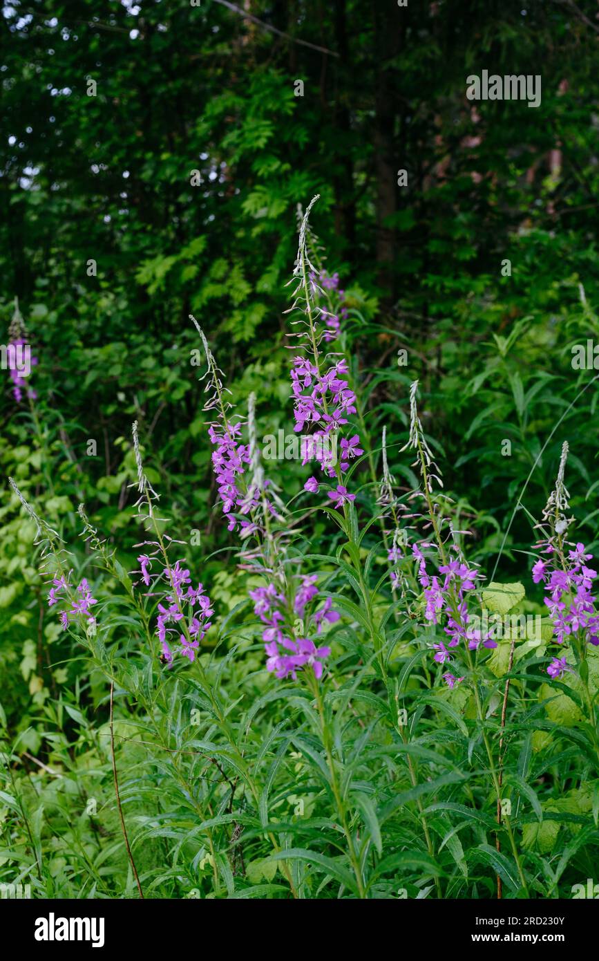 Fireweed in the middle of summer close-up Stock Photo