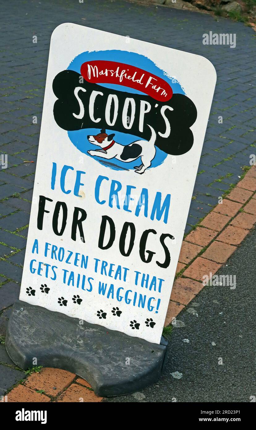 Pavement sign advertising “Scoops” dog ice cream from Marshfield Farm, promoting frozen treats for dogs outside a pet-friendly business in the UK Stock Photo