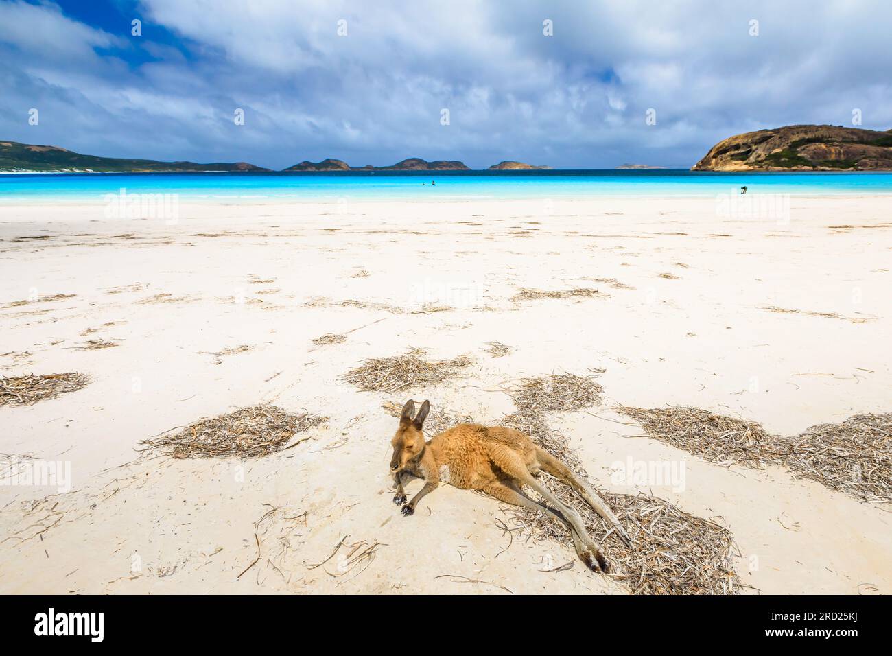Kangaroo Lying On Pristine And White Sand Of Lucky Bay In Cape Le Grand Kangaroo Lying On Pristine And White Sand Of Lucky Bay In Cape Le Grand