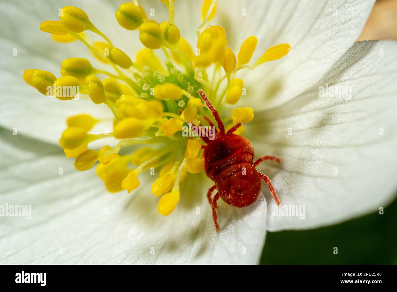 Red velvet mite hi-res stock photography and images - Alamy