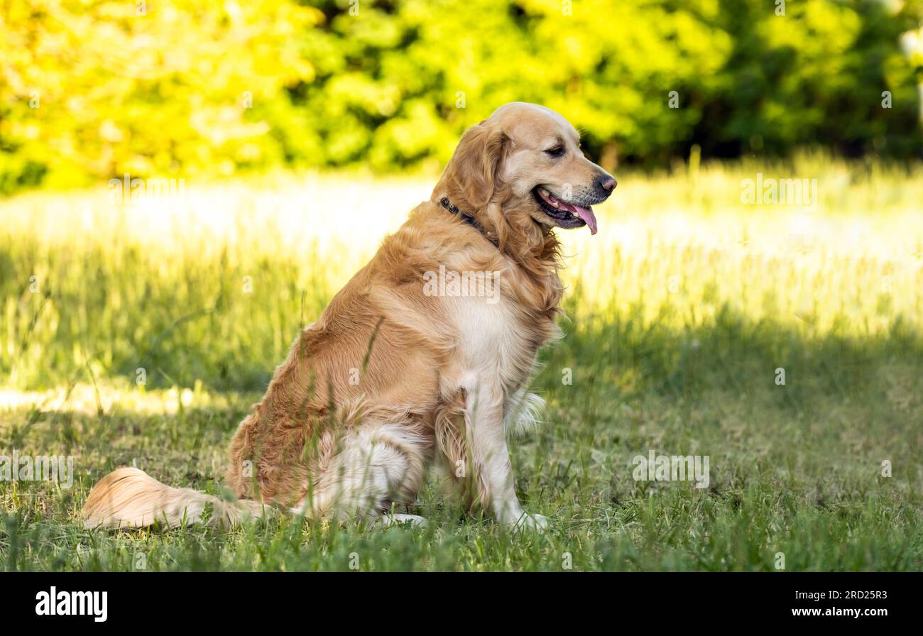 Beautiful Golden retriever dog sitting on a grass Stock Photo - Alamy