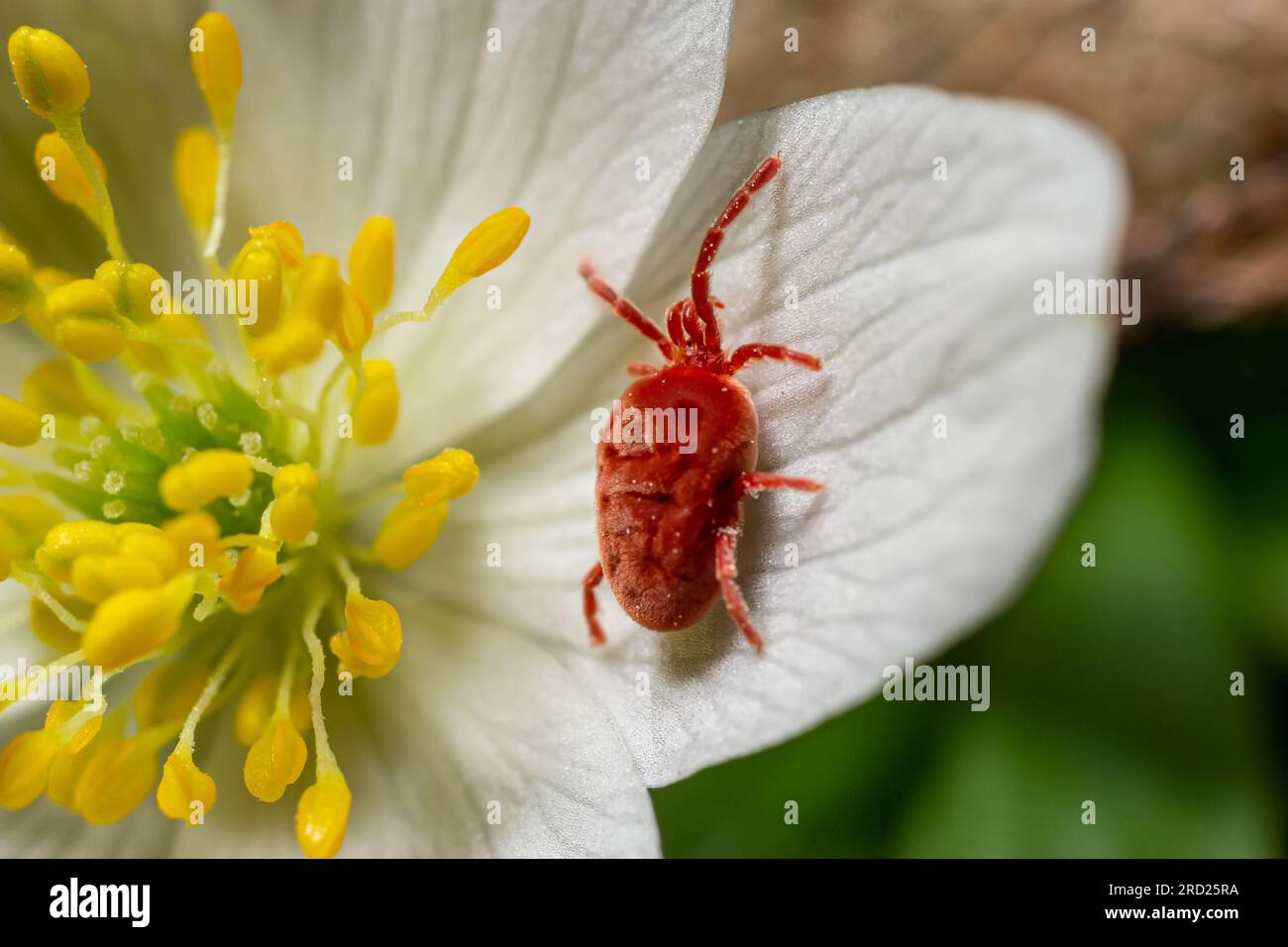 Close up macro Red velvet mite or Trombidiidae in natural environment on a white anemone flower. Stock Photo