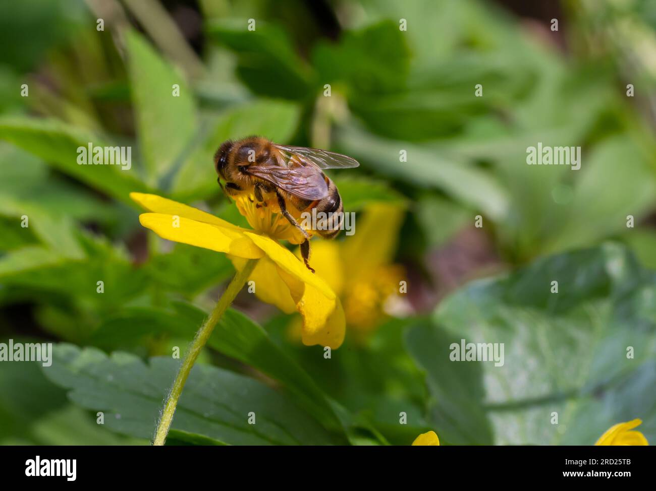 Honey bee on Yellow wood Anemone, Anemonoides ranunculoides. Nature