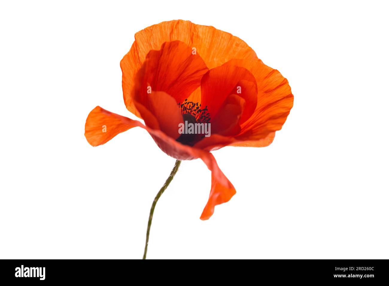 Red poppy on white background hi-res stock photography and images - Alamy