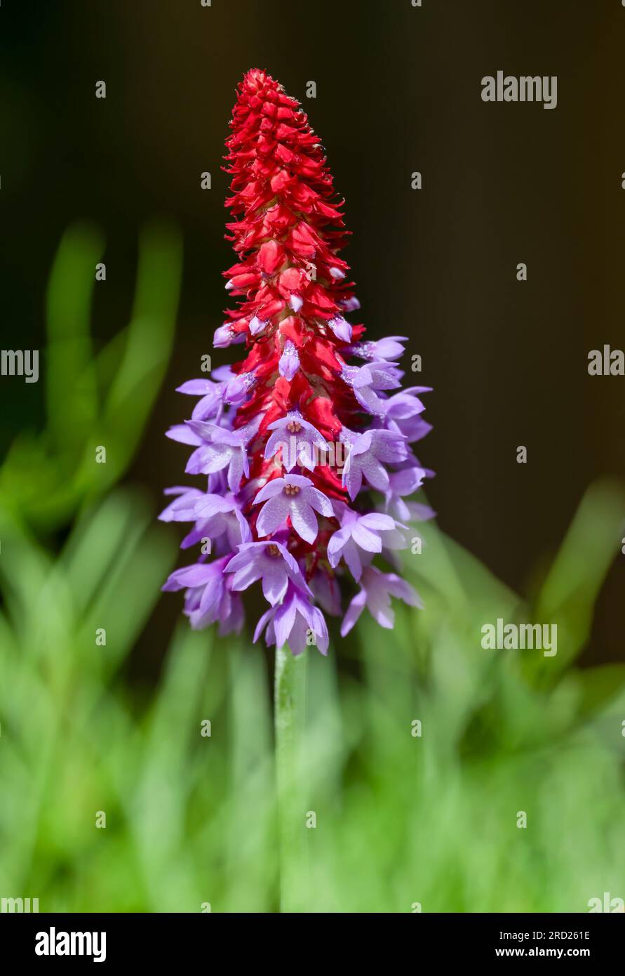 A flowering spike of Primula vialii, which is a Chinese alpine plant that has become popular in the UK Stock Photo