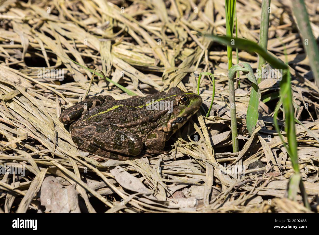 Frog Rana ridibunda pelophylax ridibundus sits on stones on the shore of garden pond. Blurred background. Selective focus. Spring landscaped garden. N Stock Photo