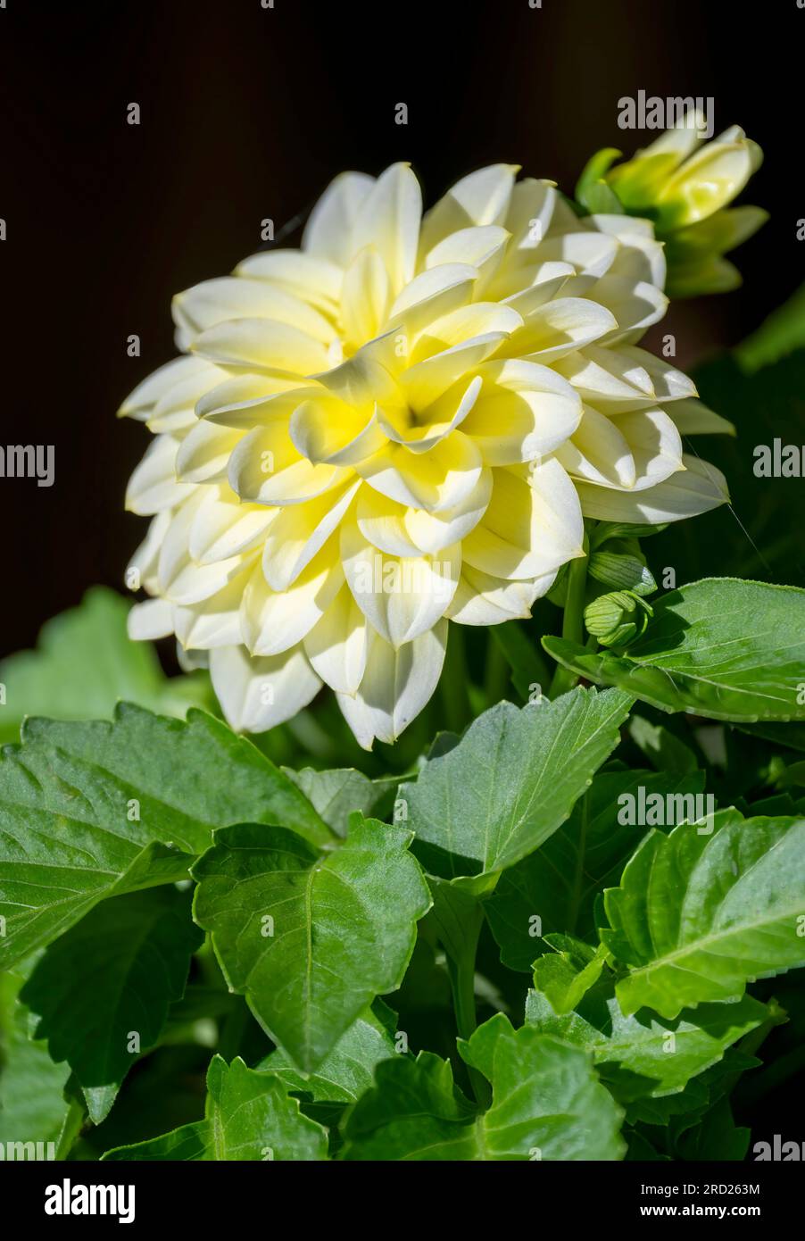 A beautiful pale yellow Ball Dahlia flower Stock Photo