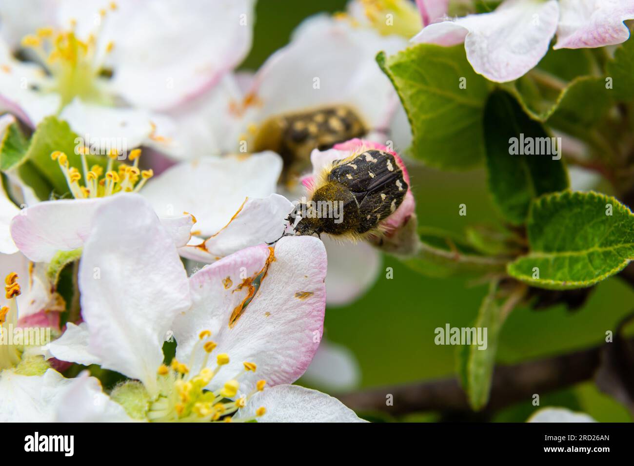 Pests of the orchard. hirta eats an apple flower. Spring