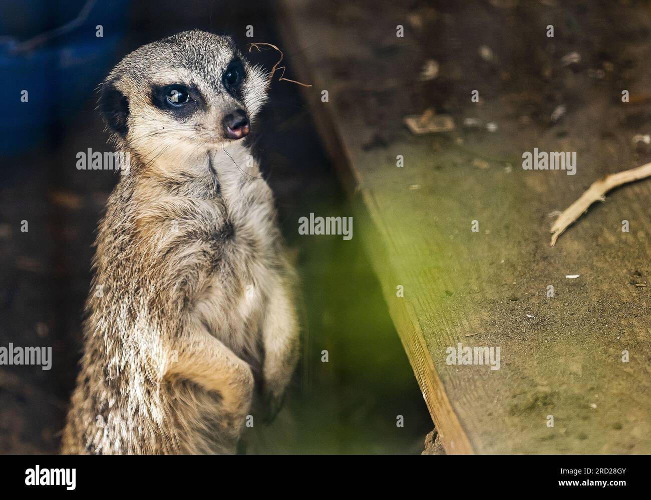 ALMERE - A meerkat at Stichting Aap, where pets are taken care of that ...