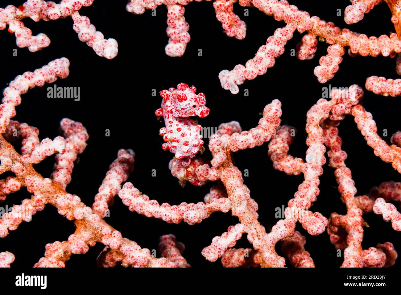 Pygmy seahorse (Hippocampus bargibanti) perfectly camouflages itself against the gorgonian it lives on, Lembeh Strait, Indonesia Stock Photo