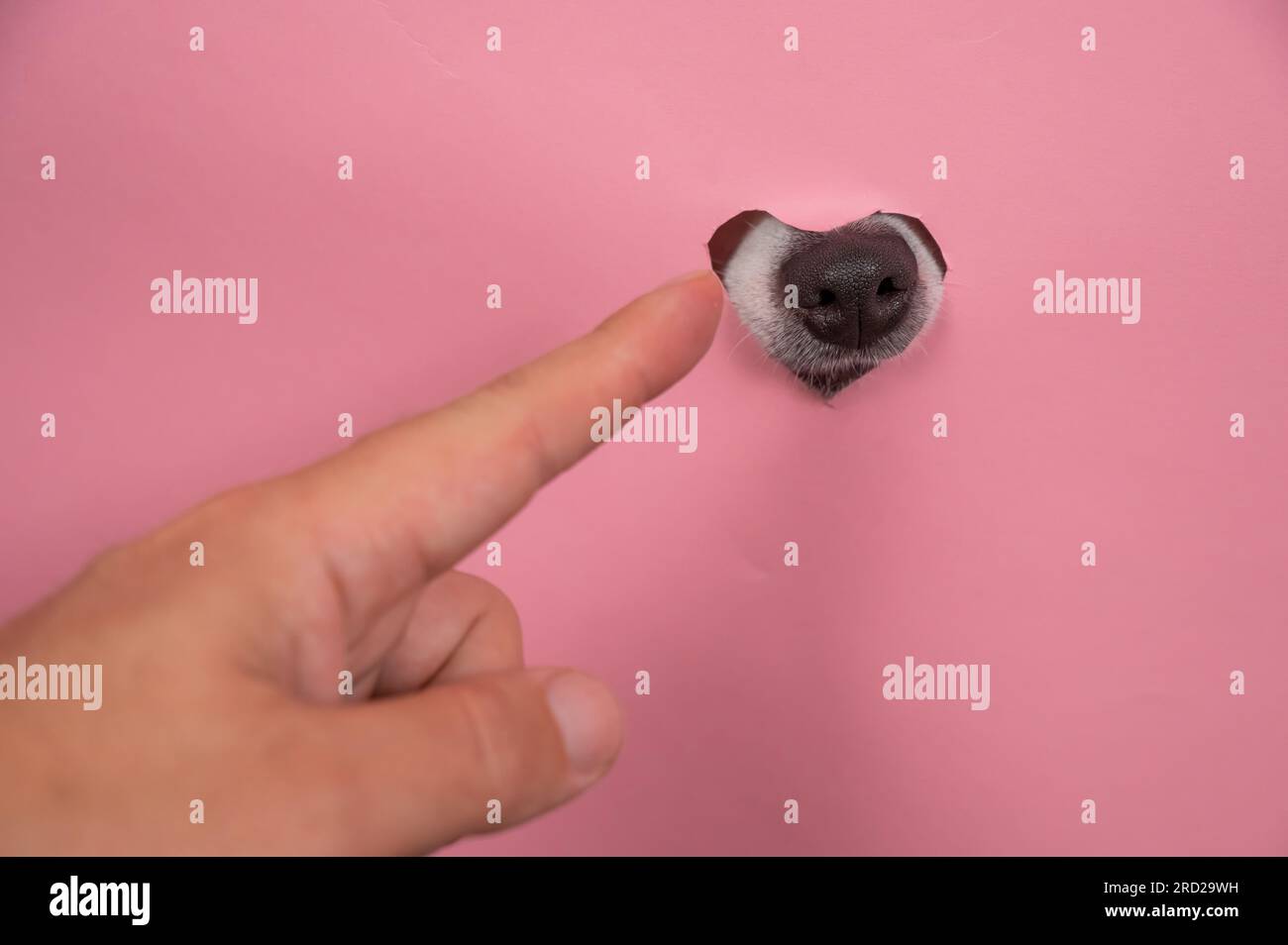 A man points to a dog's nose sticking out of a pink cardboard