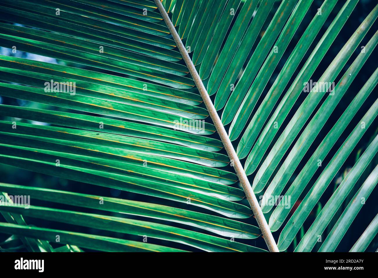 lush green tropical vegetation background Stock Photo - Alamy