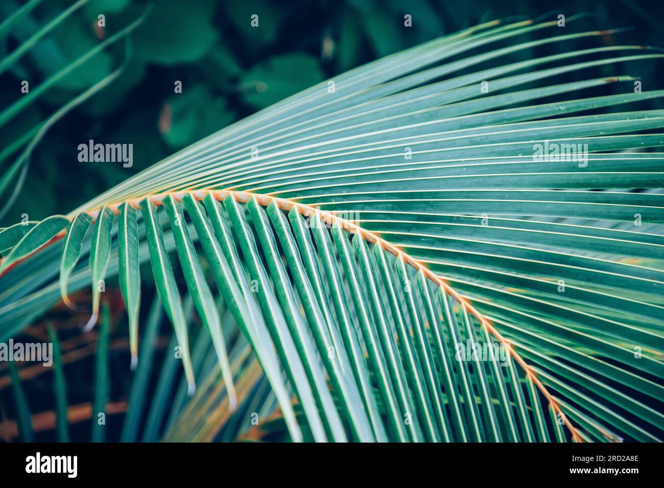lush green tropical vegetation background Stock Photo - Alamy