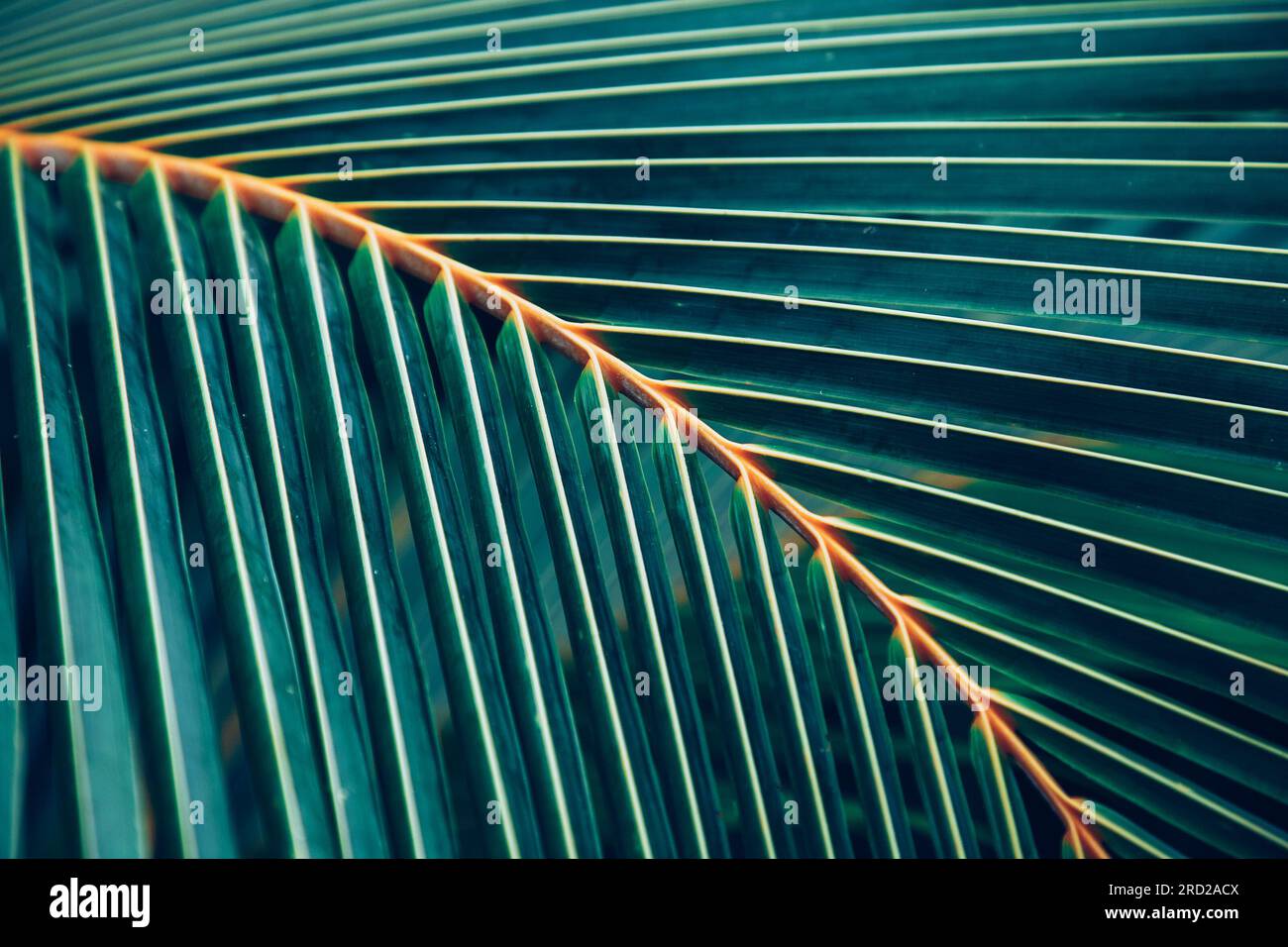 lush green tropical vegetation background Stock Photo - Alamy